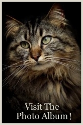 maine coon cat pictures and