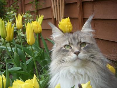 Maine Coon Cat Care