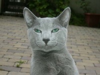 siberian blue cat