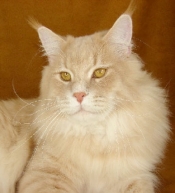 Maine Coon Cats For Sale In Ohio