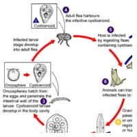 Life Cycle Of A Flea