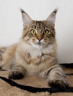 Maine Coon Characteristics