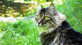 Maine Coon Cat Traits