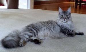 fluffy silver maine coon sprawled across the floor.