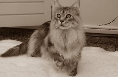 fluffy maine coon cat in the snow