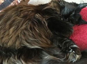 closeup of coat and fur of black maine coon curled up.