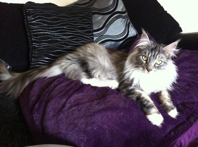 handsome white and gray maine coon.