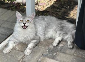 silver tabby purebred maine coon cat laying on a patio meowing.