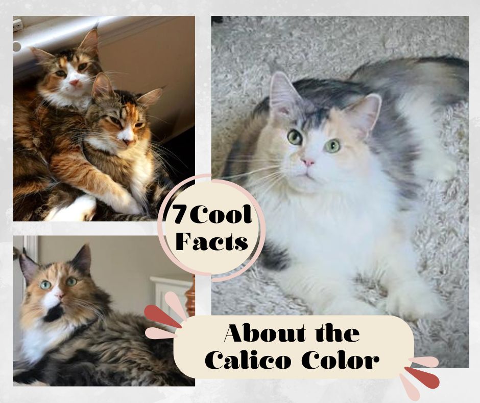 collage all about the calico coloring