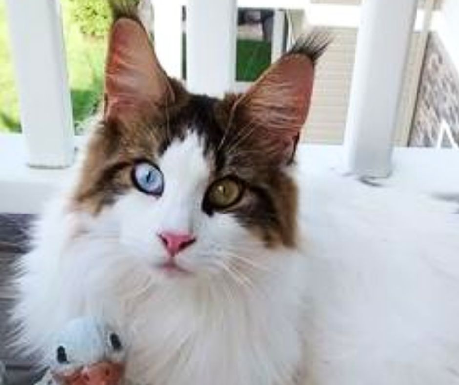 maine coon with two different colored eyes