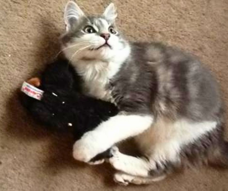 maine coon kitten playing with a stuffed toy.