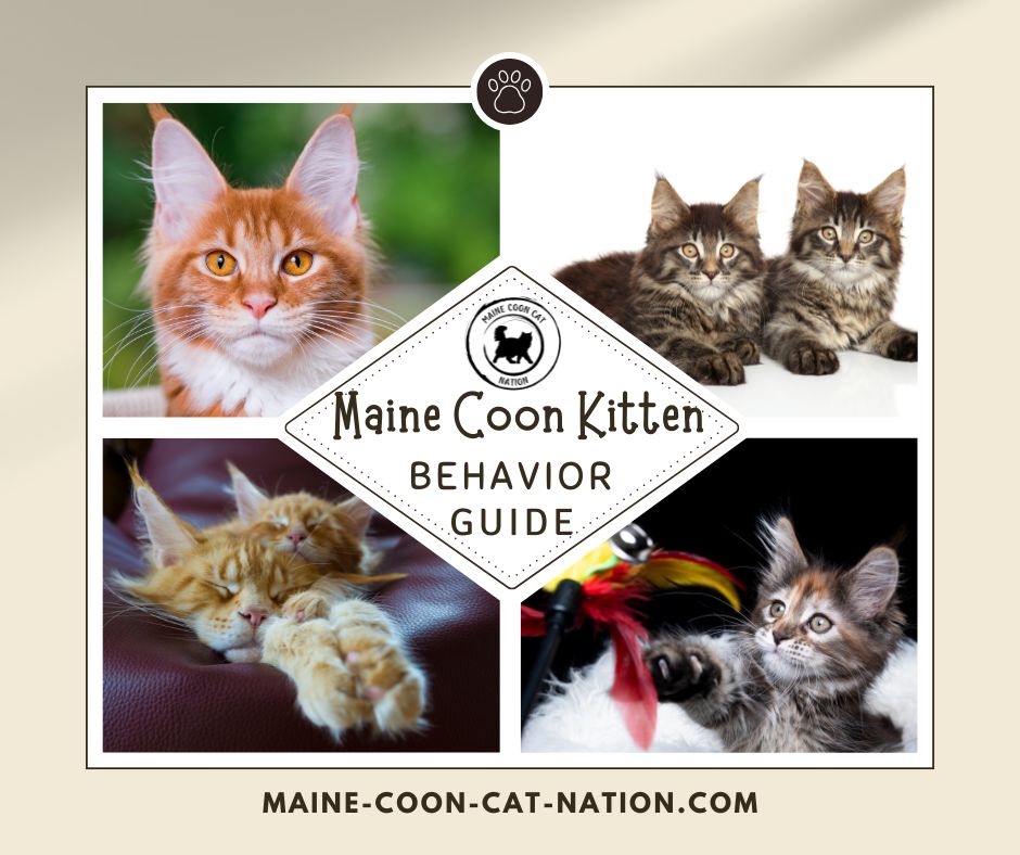 collage for maine coon kitten behavior