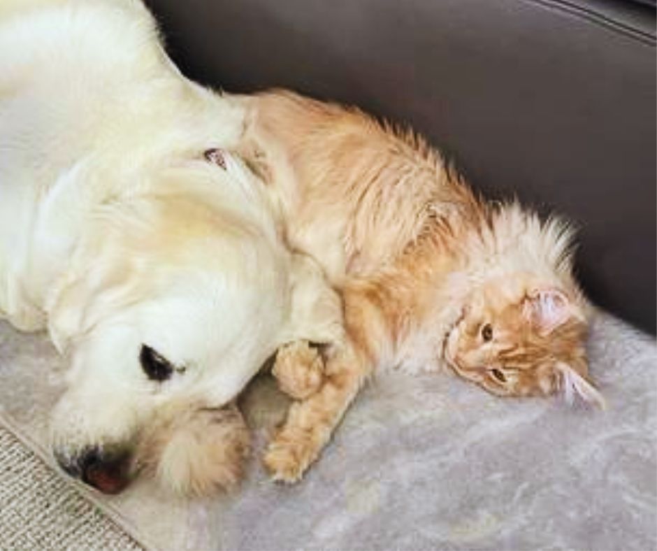 ginger maine coon cat cuddling with yellow lab dog