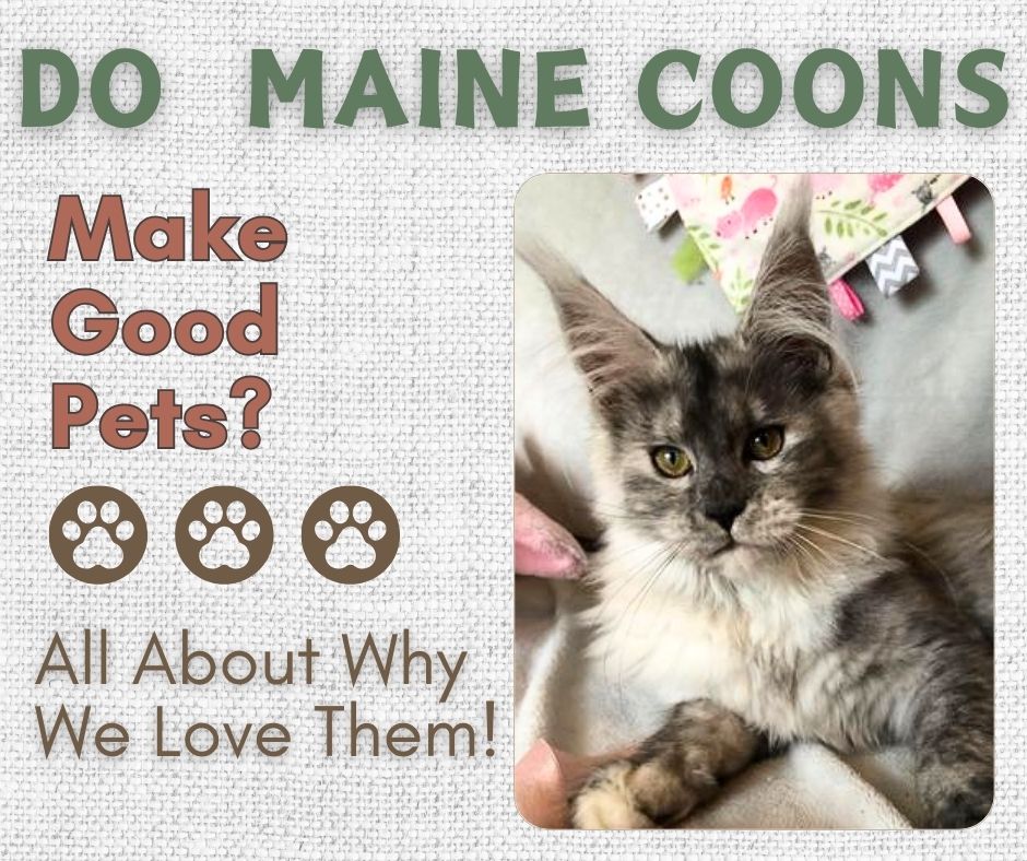 maine coons as pets info