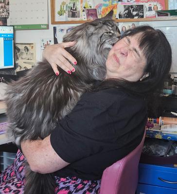 woman holding silver maine coon who is licking her face.