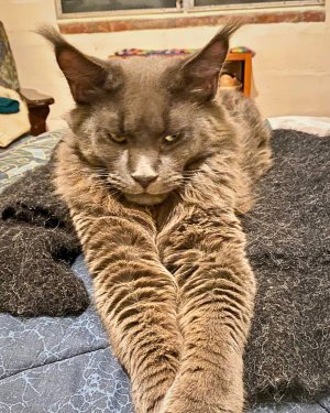 solid blue maine coon with arms outstretched.