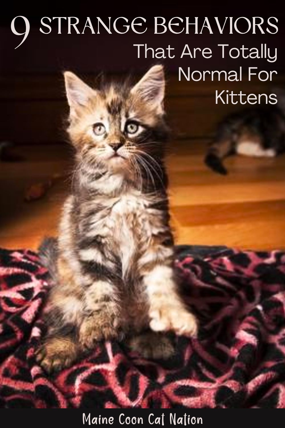 cute tabby maine coon kitten on a dark background