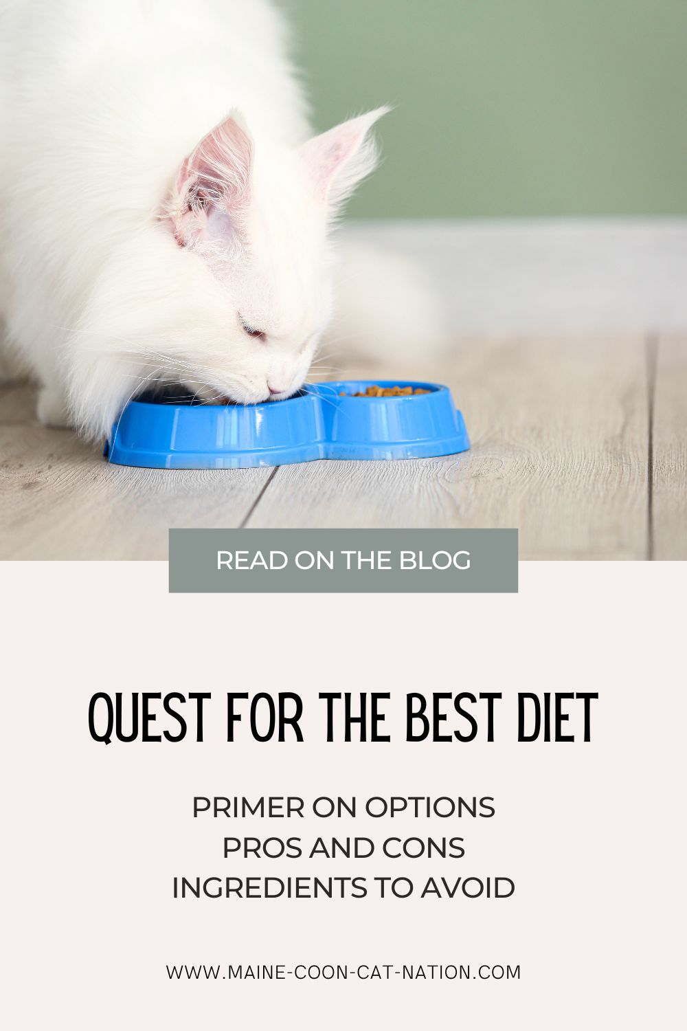 quest for the best cat diet pin