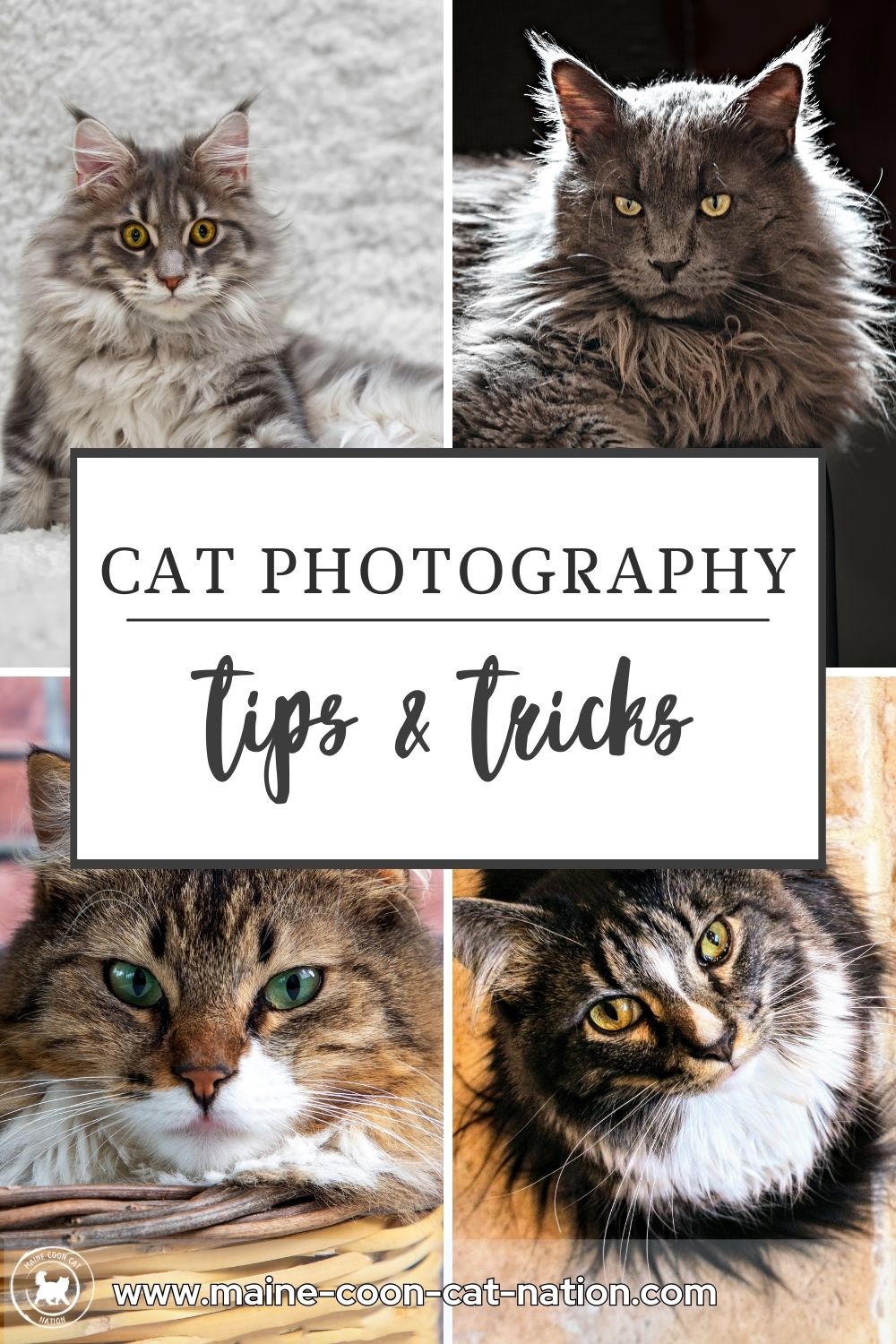 cat photography tips and tricks