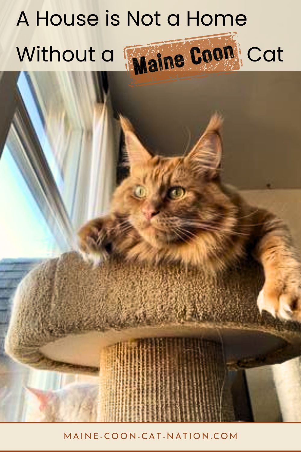 red maine coon cat at home