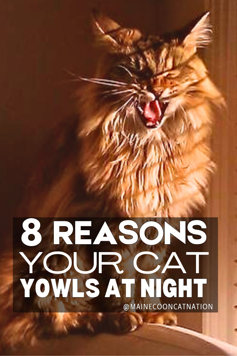 big fluffy brown maine coon mid-meow with the words 8 reasons for nighttime yowling