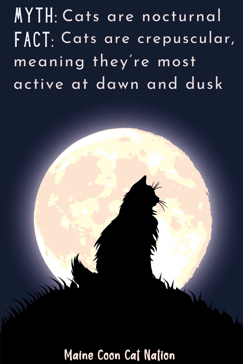 maine coon silhouette with a moon and facts about whether they are nocturnal