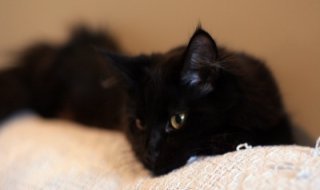 pure black maine coon on back of couch.