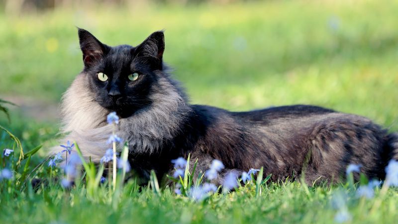 Black Smoke Maine Coon Cat Color: Complete Guide With Photos