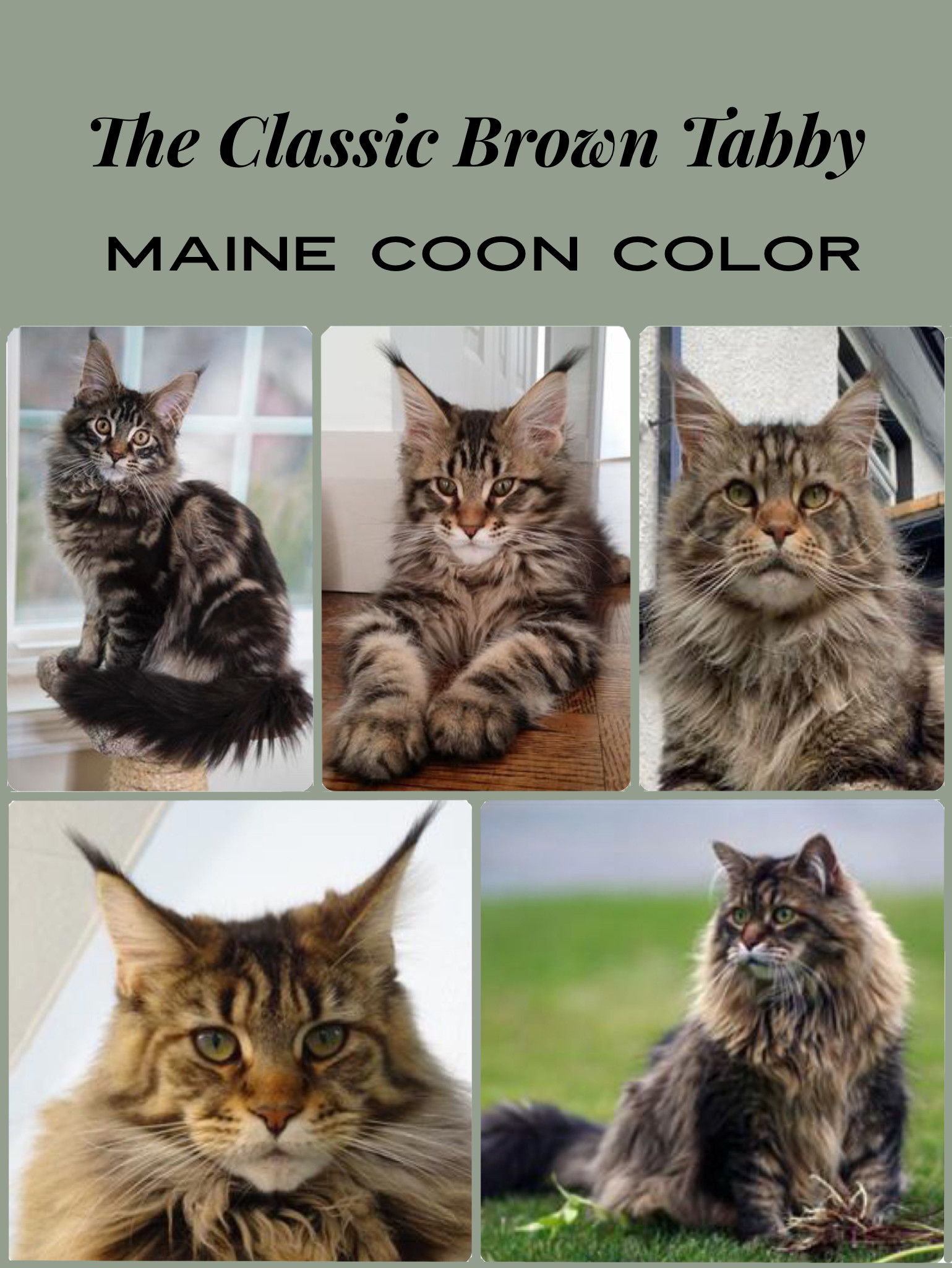 Maine Coon Patterns