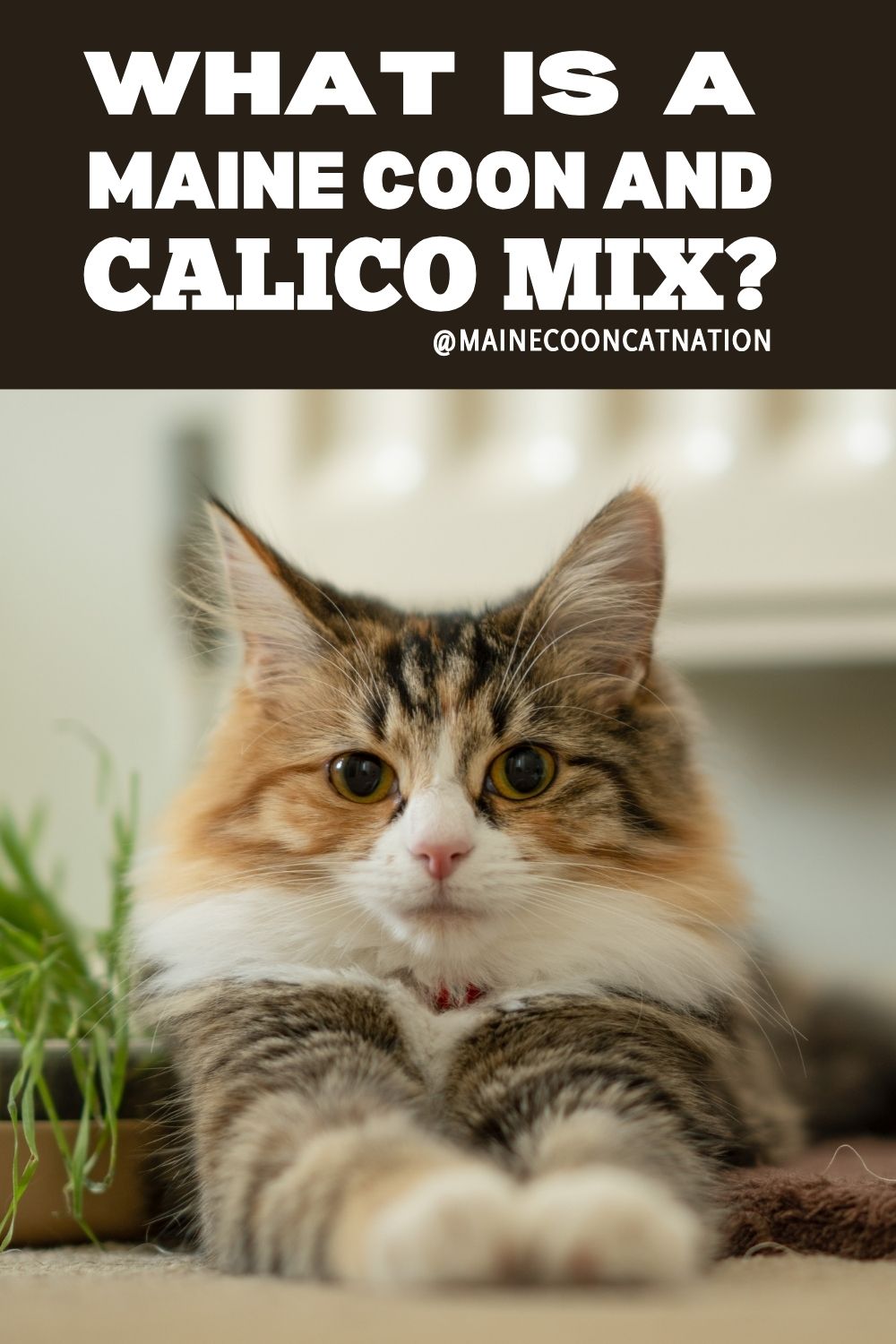 cute calico kitten looking ahead with the words what is a maine coon calico mix