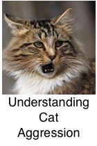 Maine Coon Cat Care Tips & Tricks