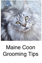 Maine Coon Cat Care Tips & Tricks