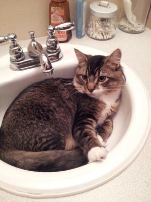 Cats In Sinks - Photos Galore