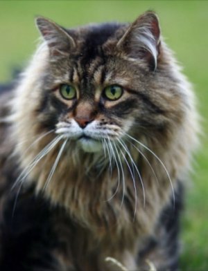 Welcome To Maine Coon Cat Nation