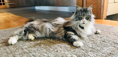 Are Maine Coons Hypoallergenic? Guide to Cat Allergies