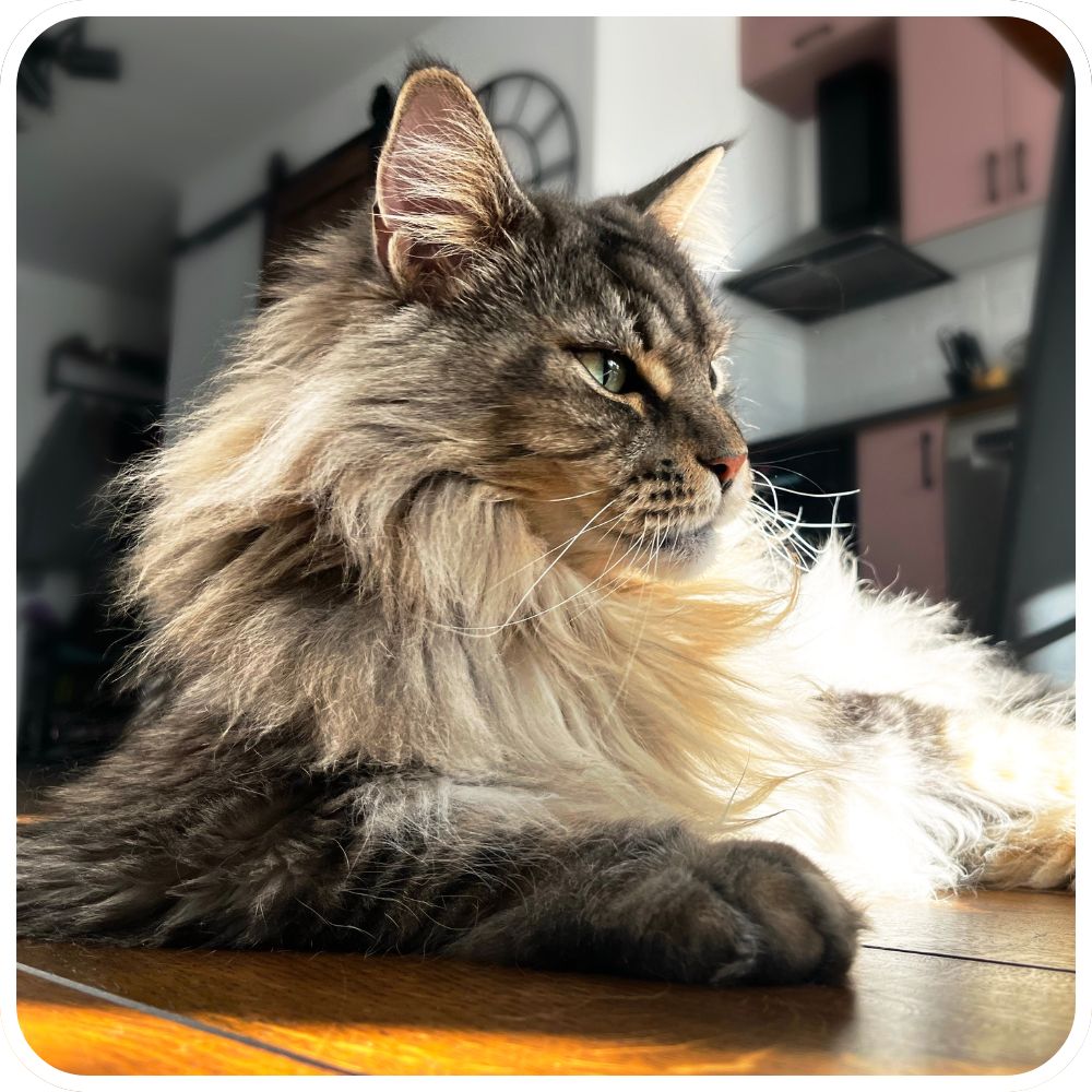 Welcome To Maine Coon Cat Nation