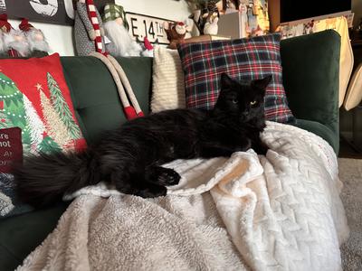 pure black fluffy maine coon girl