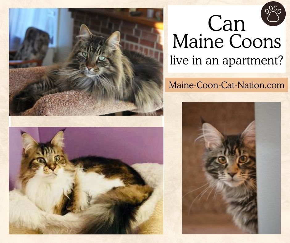 collage with the question can maine coons live in an apartment?