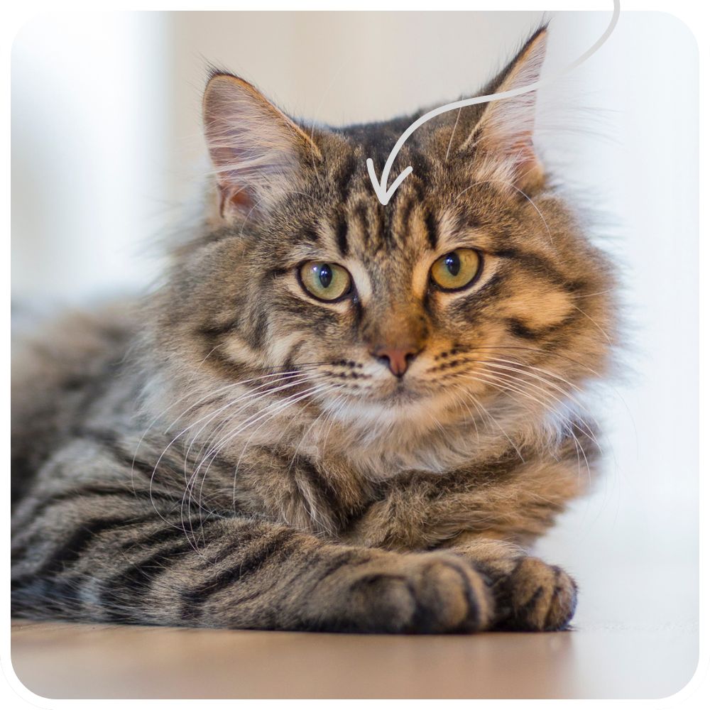 Is Your Cat a Maine Coon Mix? How To Tell!