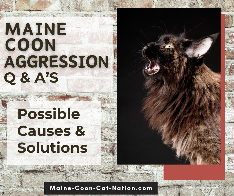 profile of meowing maine coon with text about aggressive behavior