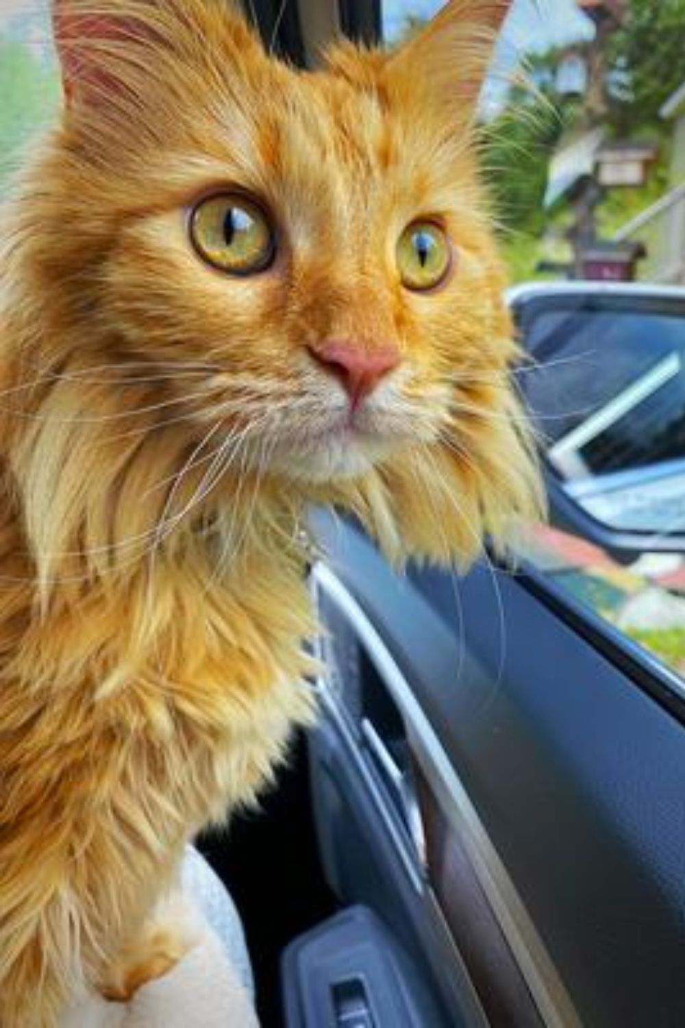 red maine coon cat going for a car ride