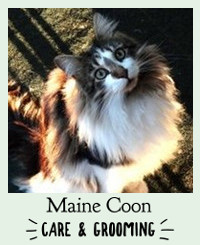 Welcome To Maine Coon Cat Nation