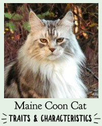 Welcome To Maine Coon Cat Nation