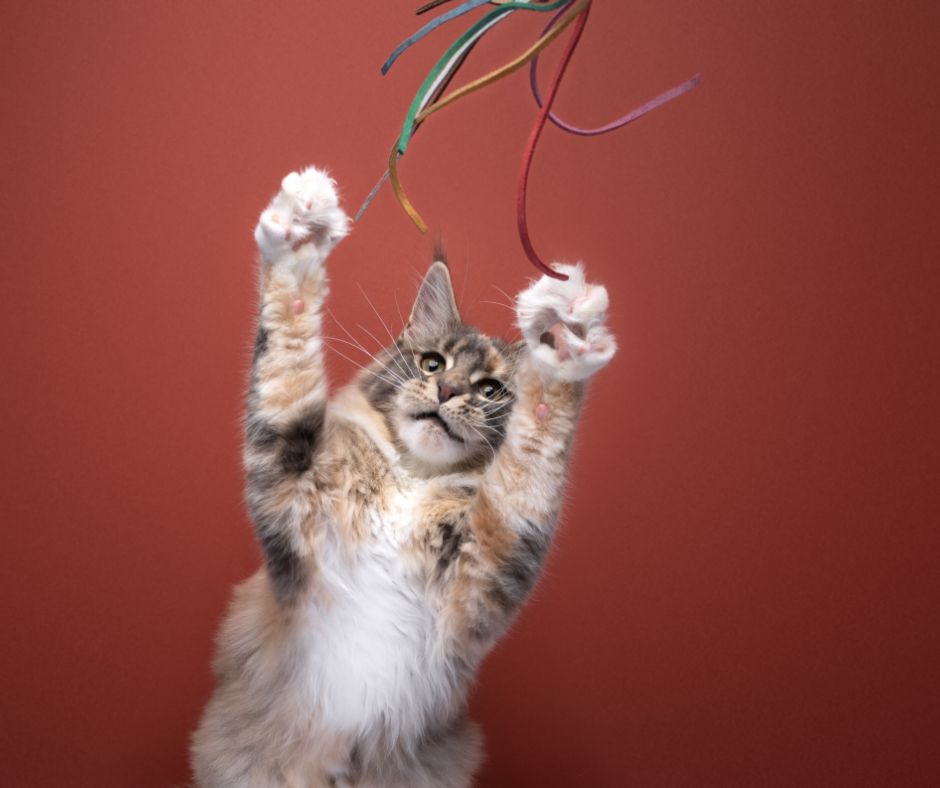 maine coon reaching up to play with toy