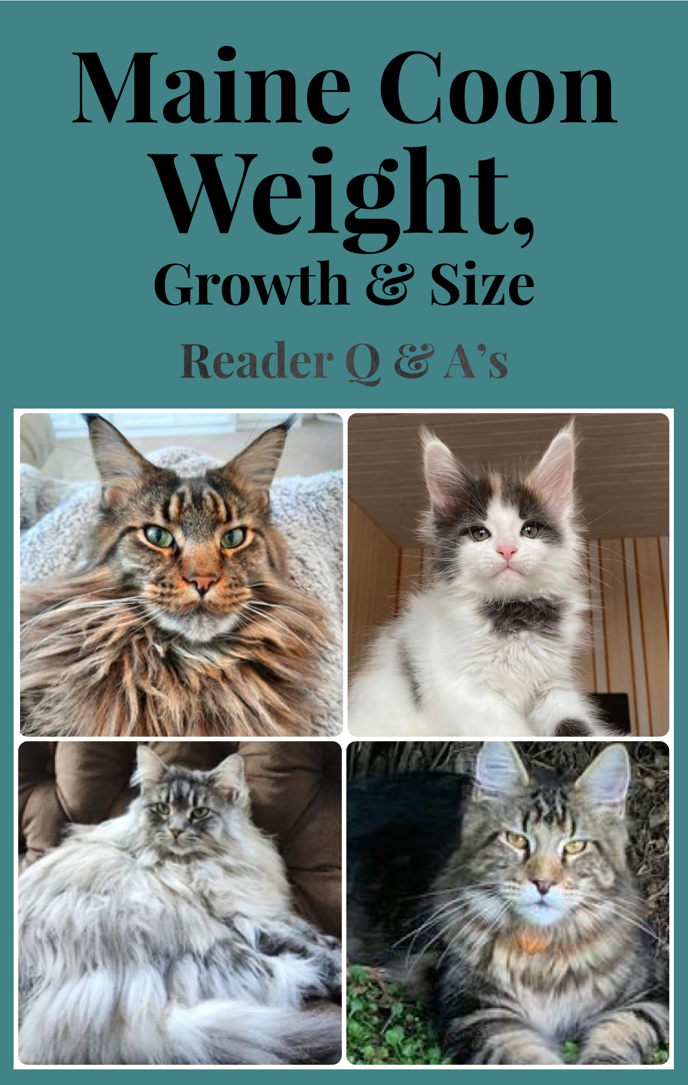 Maine Coon Weight Kitten Growth And Cat Size Big Cats 