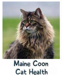 Welcome To Maine Coon Cat Nation
