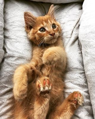 orange maine coon kitten