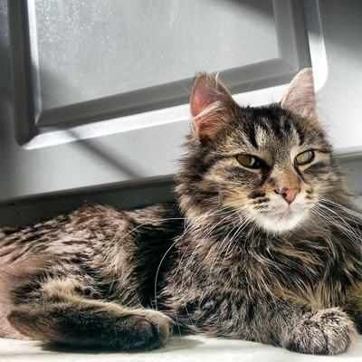 Maine Coon Cat Rescue Stories - Fairy Tail Endings!