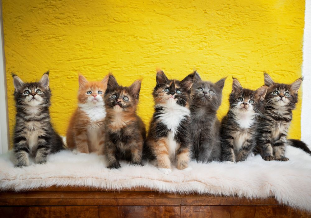 Female Maine Coon Names for Unique, Sassy and Cute Girl Kittens!