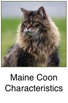 Maine Coon Cats Exposed!